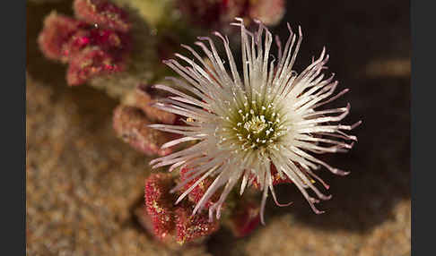 Mittagsblume (Mesembryanthemum theurkauffii)