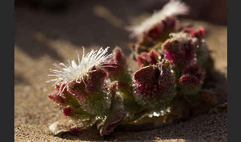 Mittagsblume (Mesembryanthemum theurkauffii)