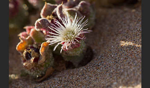 Mittagsblume (Mesembryanthemum theurkauffii)