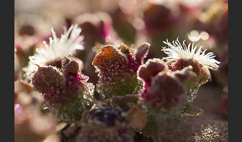 Mittagsblume (Mesembryanthemum theurkauffii)