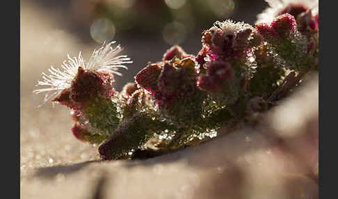 Mittagsblume (Mesembryanthemum theurkauffii)