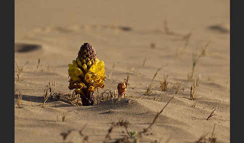 Gelbe Cistanche (Cistanche phelypaea)