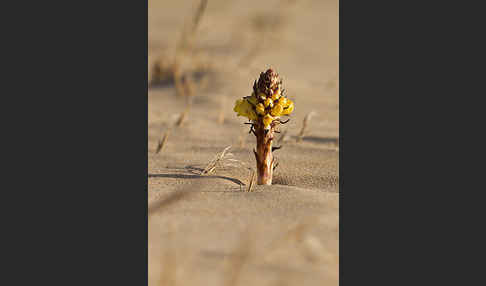 Gelbe Cistanche (Cistanche phelypaea)