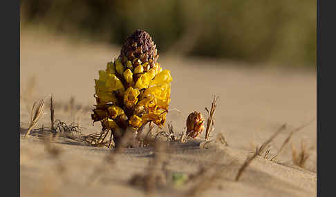 Gelbe Cistanche (Cistanche phelypaea)