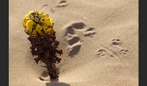 Gelbe Cistanche (Cistanche phelypaea)