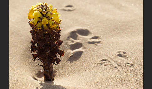 Gelbe Cistanche (Cistanche phelypaea)