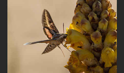 Linienschwärmer (Hyles livornica)