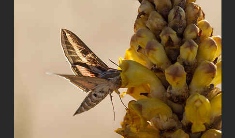 Linienschwärmer (Hyles livornica)