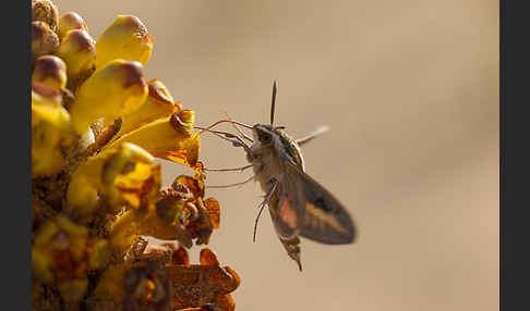 Linienschwärmer (Hyles livornica)