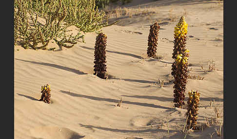 Gelbe Cistanche (Cistanche phelypaea)