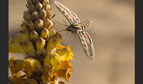 Linienschwärmer (Hyles livornica)