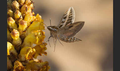 Linienschwärmer (Hyles livornica)