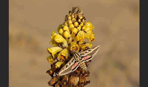 Linienschwärmer (Hyles livornica)