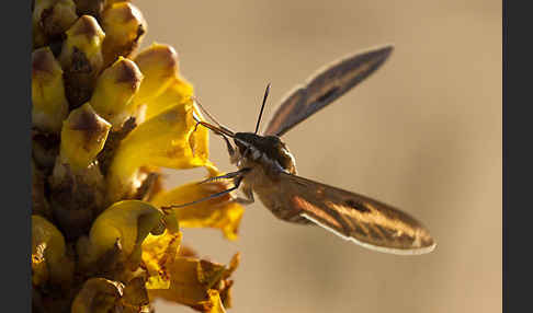 Linienschwärmer (Hyles livornica)