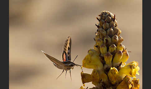 Linienschwärmer (Hyles livornica)