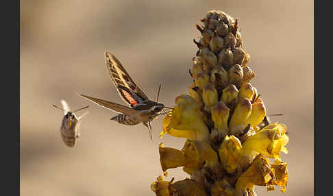 Linienschwärmer (Hyles livornica)