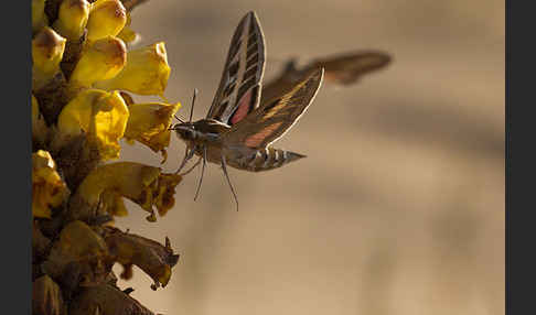 Linienschwärmer (Hyles livornica)