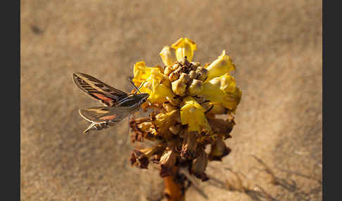 Linienschwärmer (Hyles livornica)