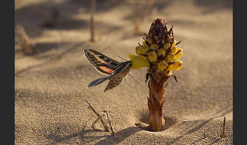 Linienschwärmer (Hyles livornica)