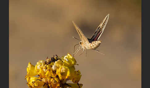 Linienschwärmer (Hyles livornica)