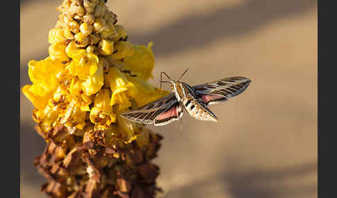 Linienschwärmer (Hyles livornica)