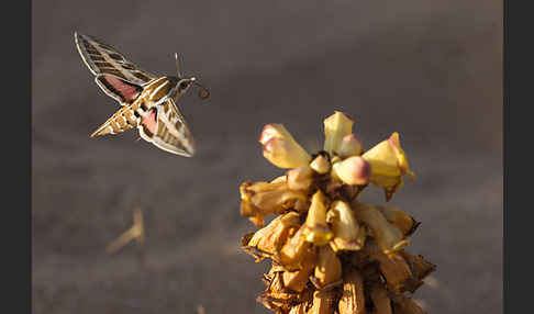 Linienschwärmer (Hyles livornica)