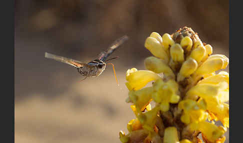 Linienschwärmer (Hyles livornica)