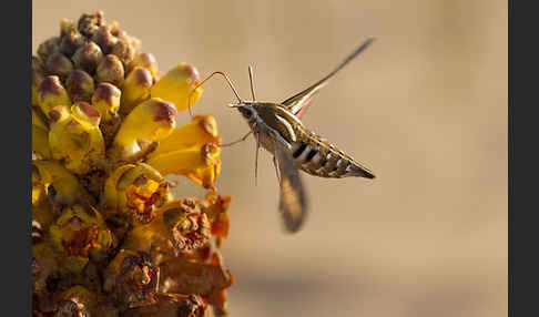 Linienschwärmer (Hyles livornica)