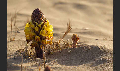 Gelbe Cistanche (Cistanche phelypaea)