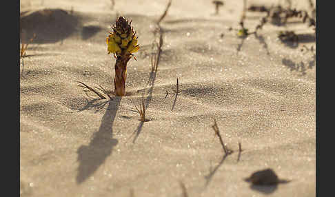 Gelbe Cistanche (Cistanche phelypaea)