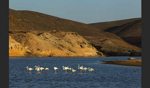 Rosaflamingo (Phoenicopterus roseus)