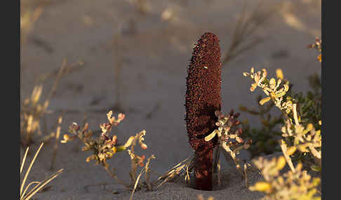 Malteserschwamm (Cynomorium coccineum)