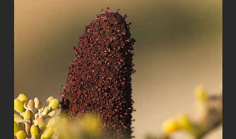 Malteserschwamm (Cynomorium coccineum)