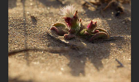 Mittagsblume (Mesembryanthemum theurkauffii)