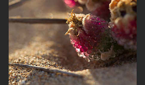 Mittagsblume (Mesembryanthemum theurkauffii)