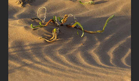 Euphorbia paralias (Strand-Wolfsmilch)