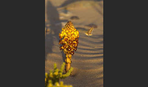 Gelbe Cistanche (Cistanche phelypaea)