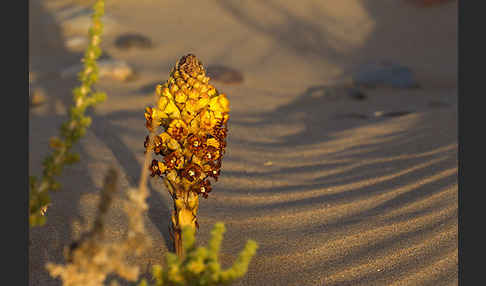 Gelbe Cistanche (Cistanche phelypaea)