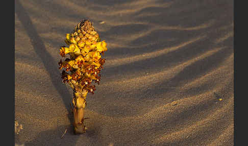 Gelbe Cistanche (Cistanche phelypaea)