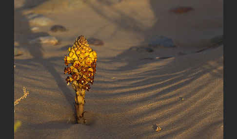 Gelbe Cistanche (Cistanche phelypaea)