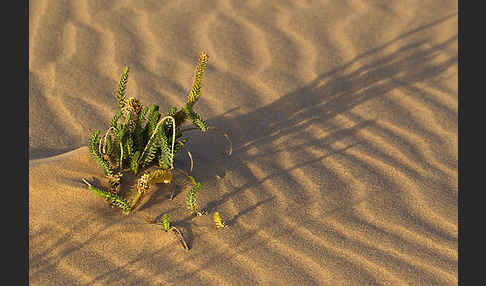 Euphorbia paralias (Strand-Wolfsmilch)