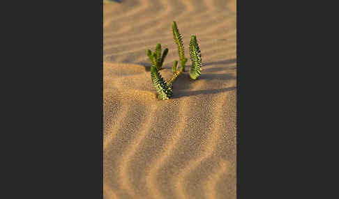 Euphorbia paralias (Strand-Wolfsmilch)