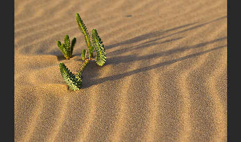 Euphorbia paralias (Strand-Wolfsmilch)