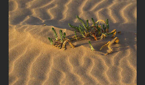 Euphorbia paralias (Strand-Wolfsmilch)