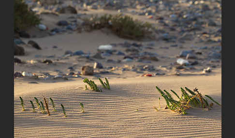 Euphorbia paralias (Strand-Wolfsmilch)