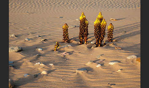 Gelbe Cistanche (Cistanche phelypaea)