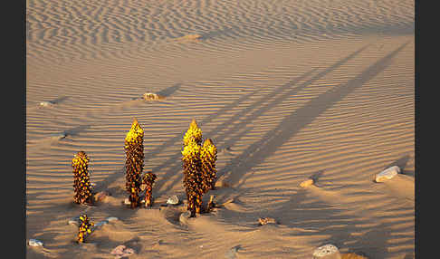 Gelbe Cistanche (Cistanche phelypaea)