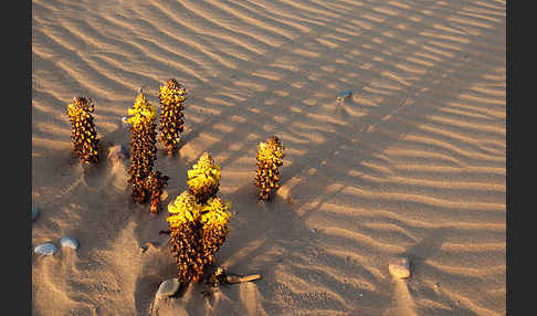 Gelbe Cistanche (Cistanche phelypaea)