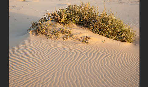 Vierkantiges Salzkraut (Salsola tetragona)