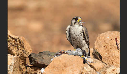 Lannerfalke sspec.1 (Falco biarmicus erlangeri)